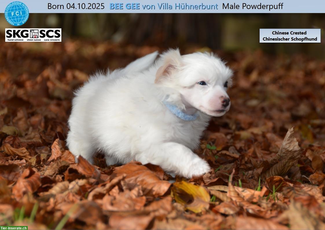 Bild 3: Chinese Crested Welpe BEE GEE sucht liebes Zuhause!