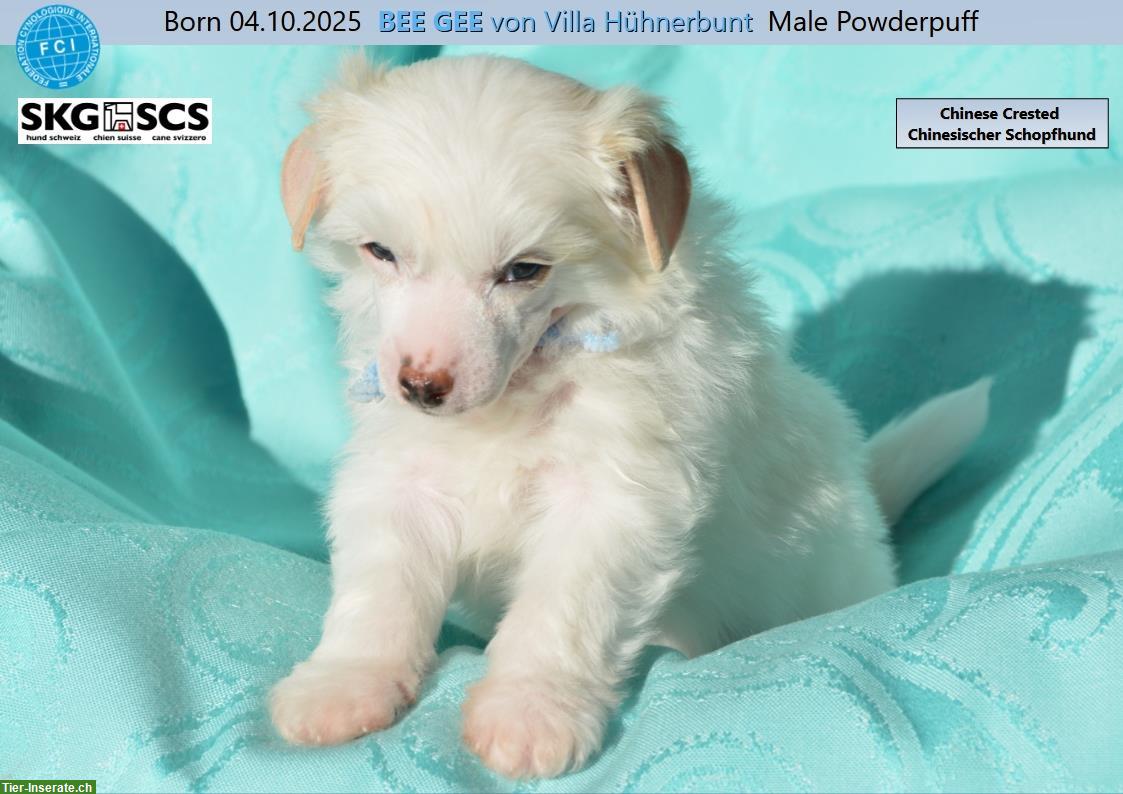 Bild 4: Chinese Crested Welpe BEE GEE sucht liebes Zuhause!