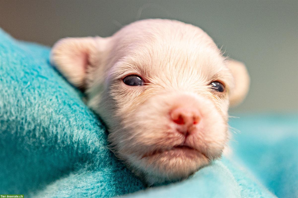 Bild 5: Chinese Crested Welpe BEE GEE sucht liebes Zuhause!