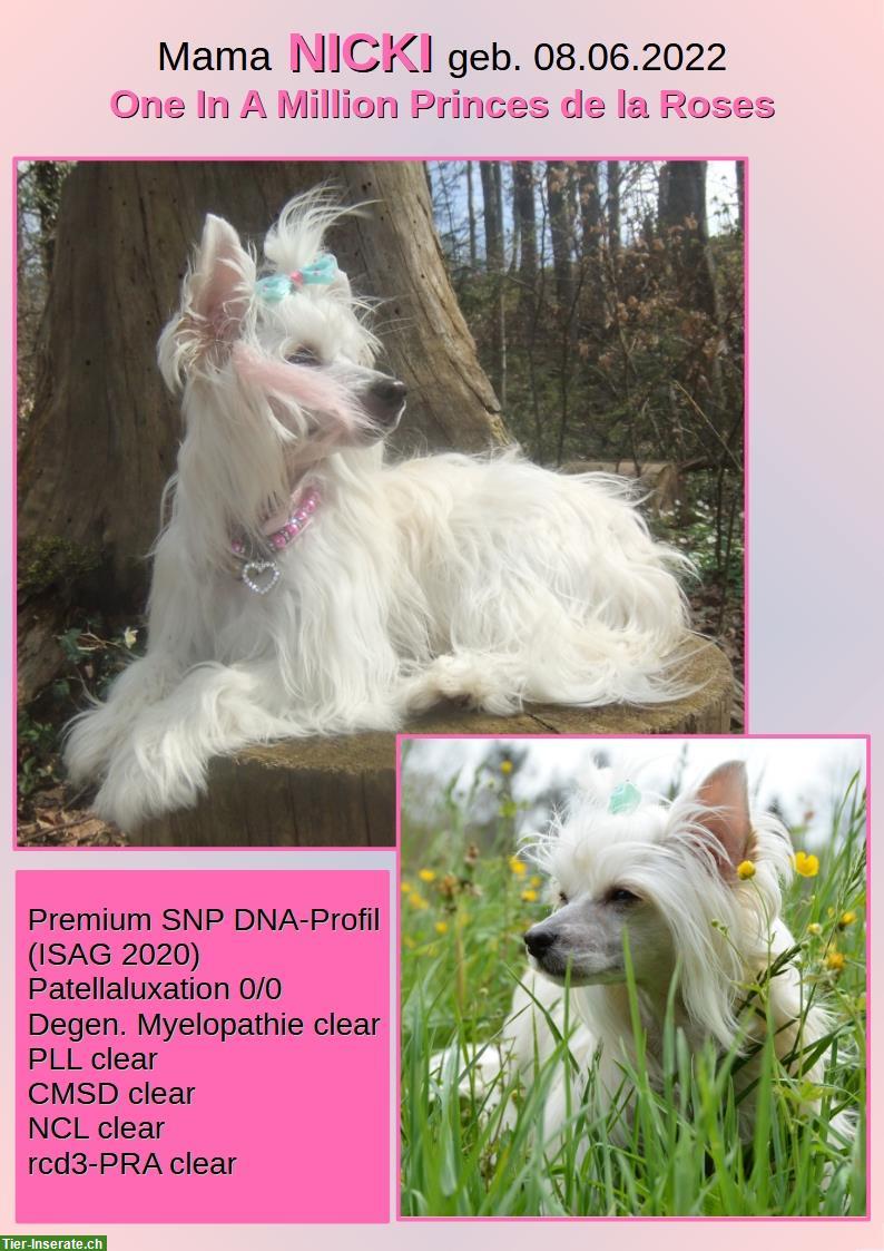 Bild 8: Chinese Crested Welpe BEE GEE sucht liebes Zuhause!