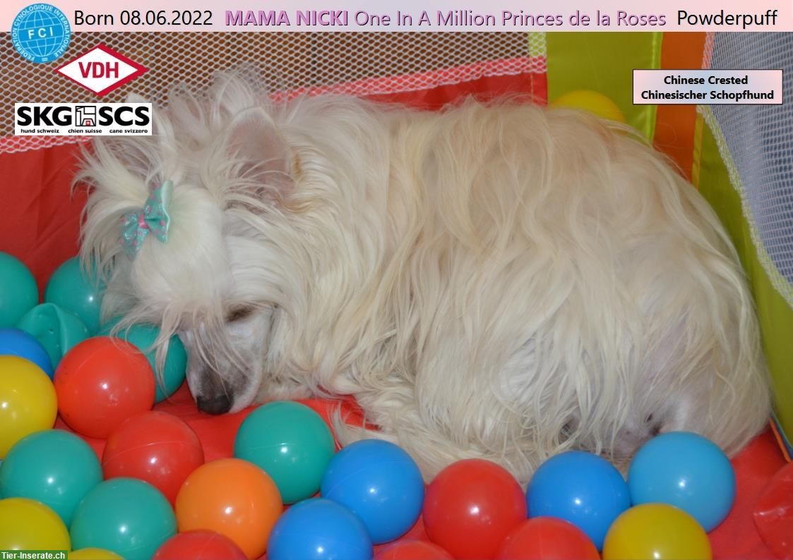 Bild 9: Chinese Crested Welpe BEE GEE sucht liebes Zuhause!