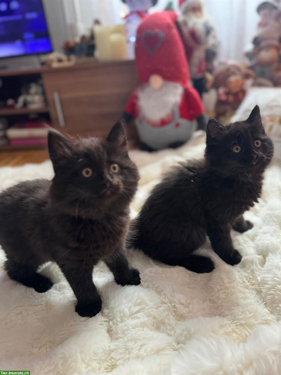 Britisch Kurzhaar, BKH Katze, BLH Kätzchen