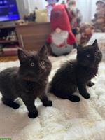 Britisch Kurzhaar, BKH Katze, BLH Kätzchen