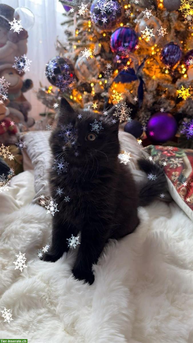 Bild 2: Britisch Kurzhaar, BKH Katze, BLH Kätzchen