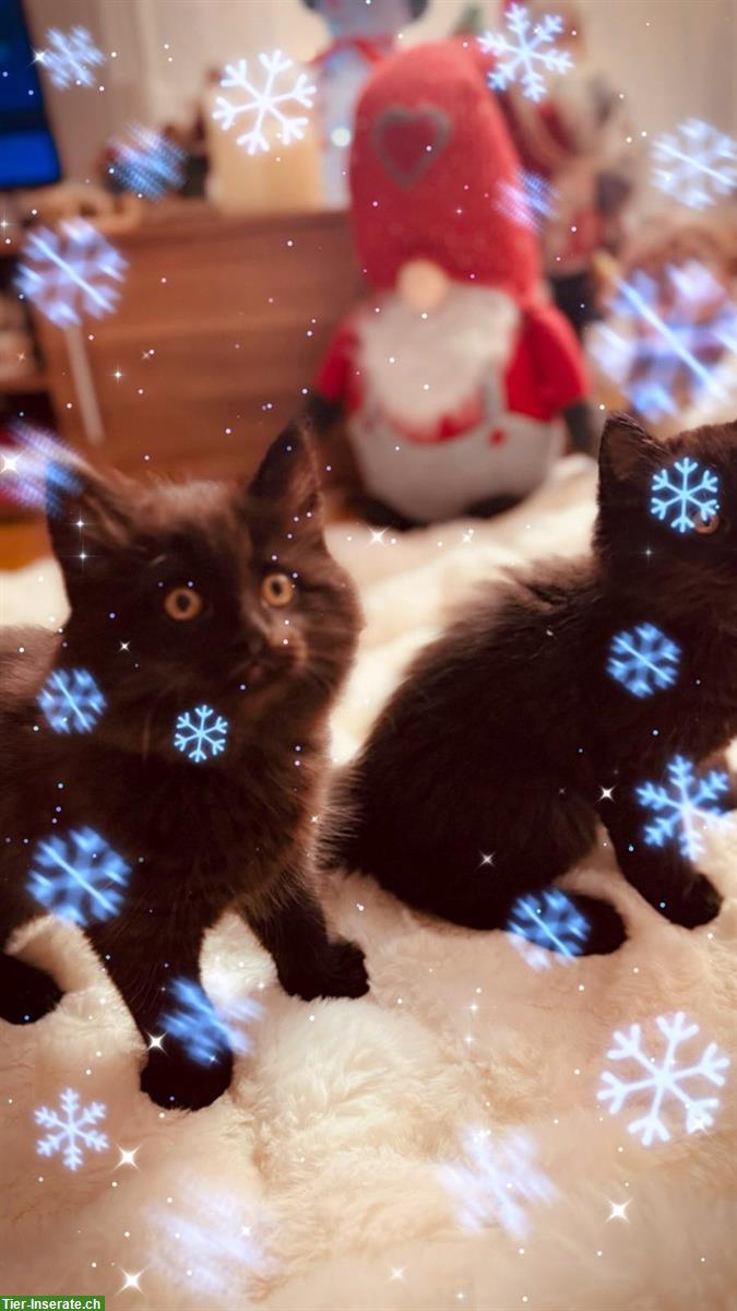 Bild 3: Britisch Kurzhaar, BKH Katze, BLH Kätzchen