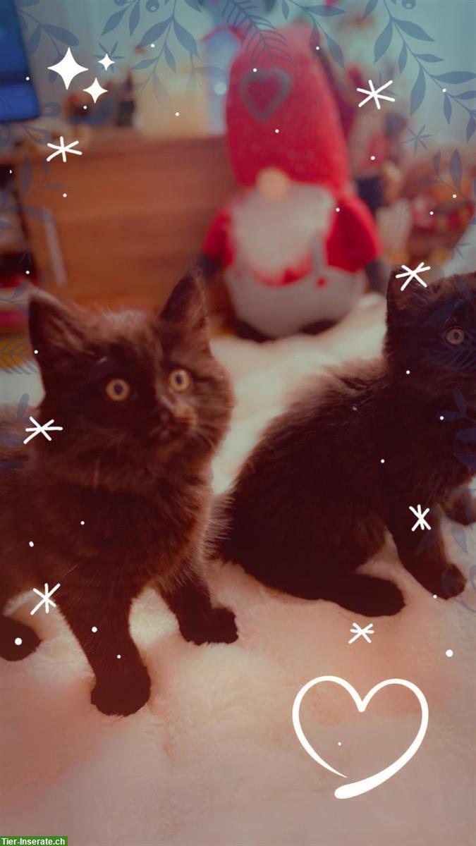 Bild 4: Britisch Kurzhaar, BKH Katze, BLH Kätzchen