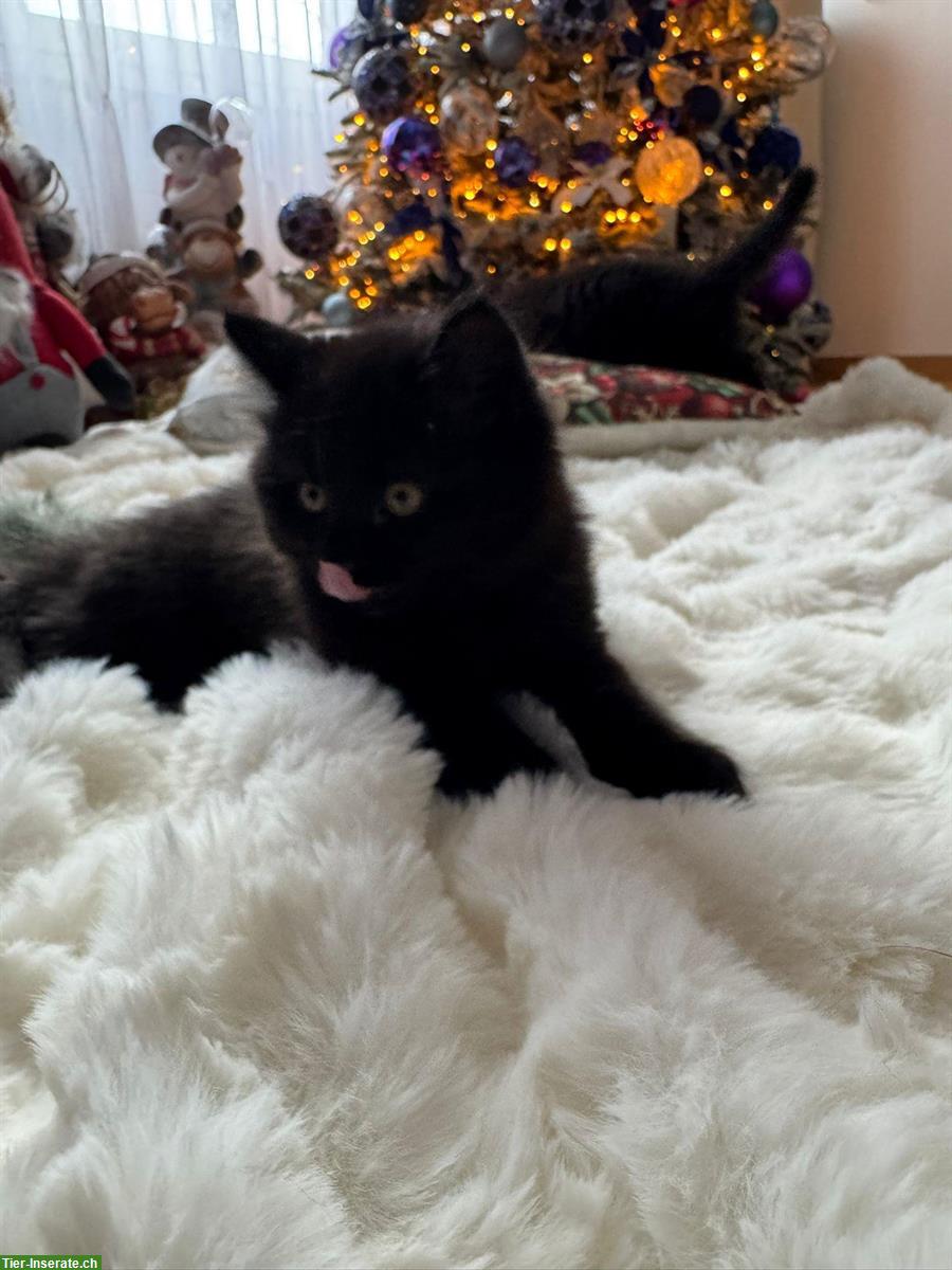 Bild 5: Britisch Kurzhaar, BKH Katze, BLH Kätzchen