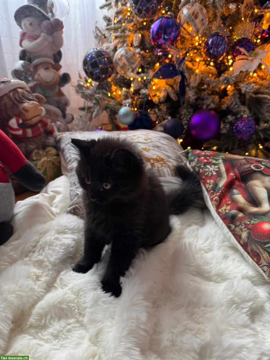 Bild 6: Britisch Kurzhaar, BKH Katze, BLH Kätzchen