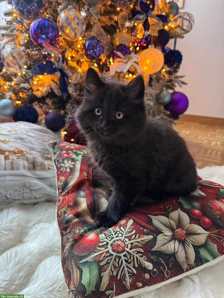 Bild 7: Britisch Kurzhaar, BKH Katze, BLH Kätzchen