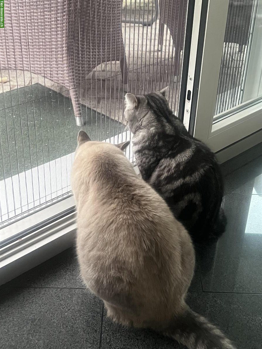 Hauskatzen Pärchen sucht liebes Zuhause