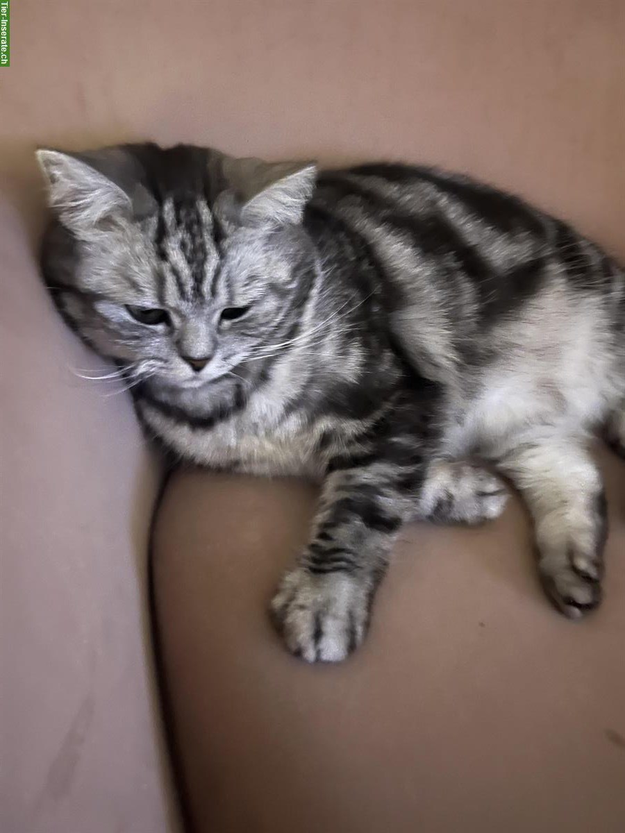 Bild 2: Hauskatzen Pärchen sucht liebes Zuhause