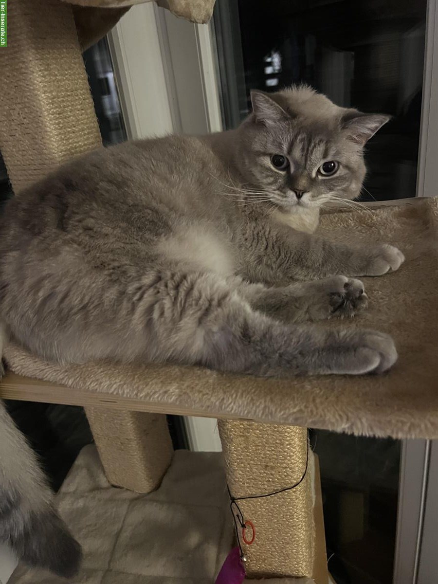 Bild 3: Hauskatzen Pärchen sucht liebes Zuhause