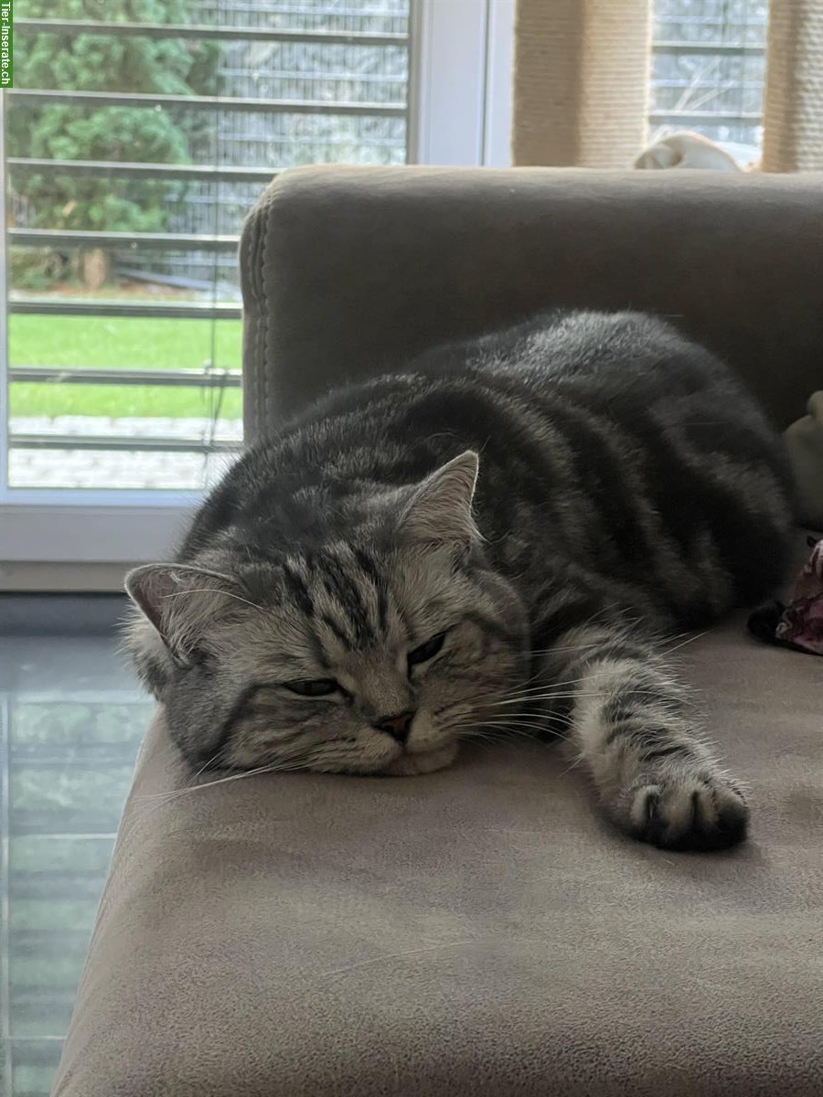 Bild 4: Hauskatzen Pärchen sucht liebes Zuhause