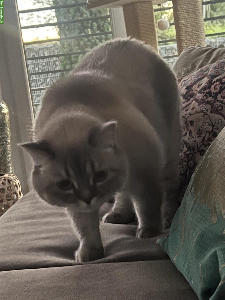 Bild 5: Hauskatzen Pärchen sucht liebes Zuhause