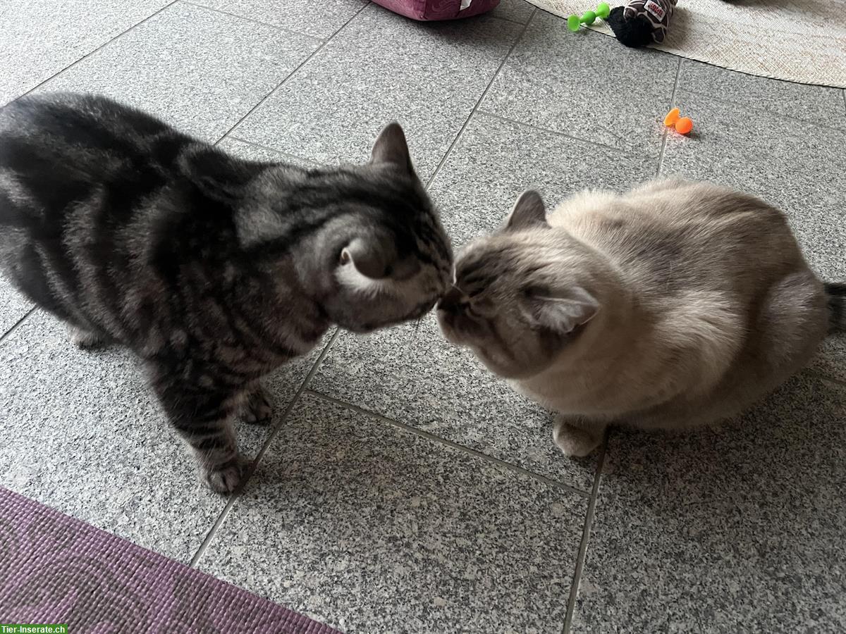 Bild 6: Hauskatzen Pärchen sucht liebes Zuhause