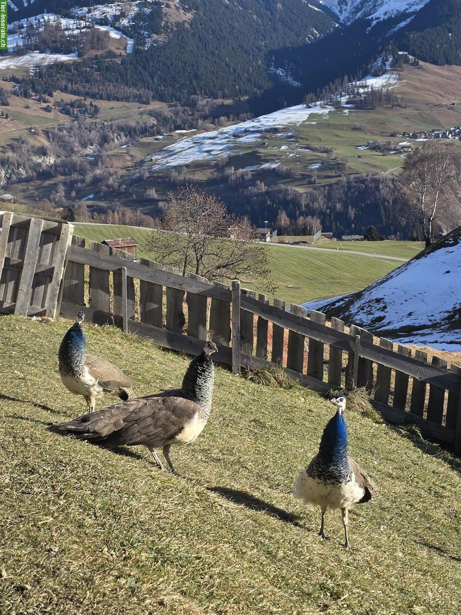 2 Junge Blau Pfauen, männlich suchen ein Zuhause