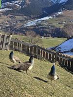 2 Junge Blau Pfauen, männlich suchen ein Zuhause