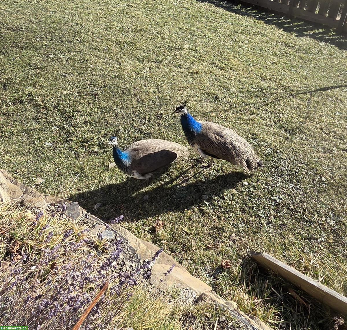 Bild 2: 2 Junge Blau Pfauen, männlich suchen ein Zuhause