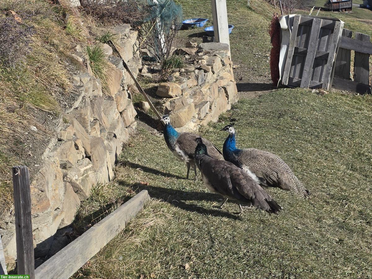 Bild 3: 2 Junge Blau Pfauen, männlich suchen ein Zuhause