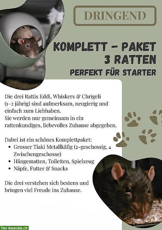 3 zahme Ratten mit komplettem Zubehör in liebevolle Hände