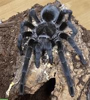 Adultes Grammostola pulchra Weibchen GESUCHT