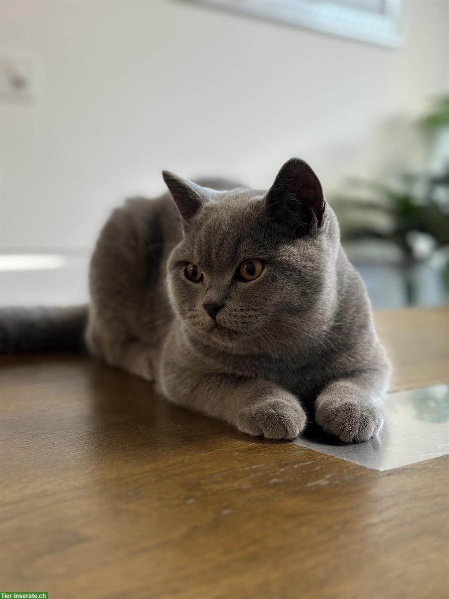Britisch Kurzhaar Kater sucht neues Zuhauses