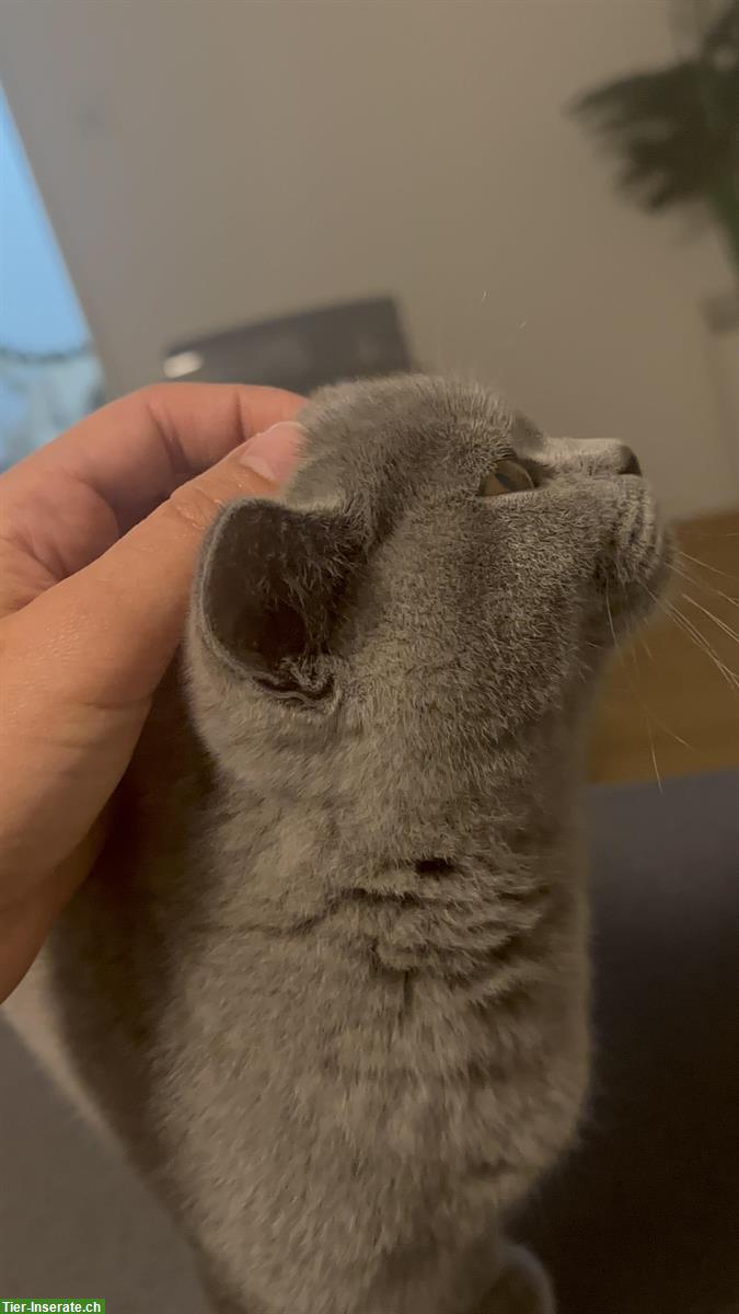 Bild 2: Britisch Kurzhaar Kater sucht neues Zuhauses