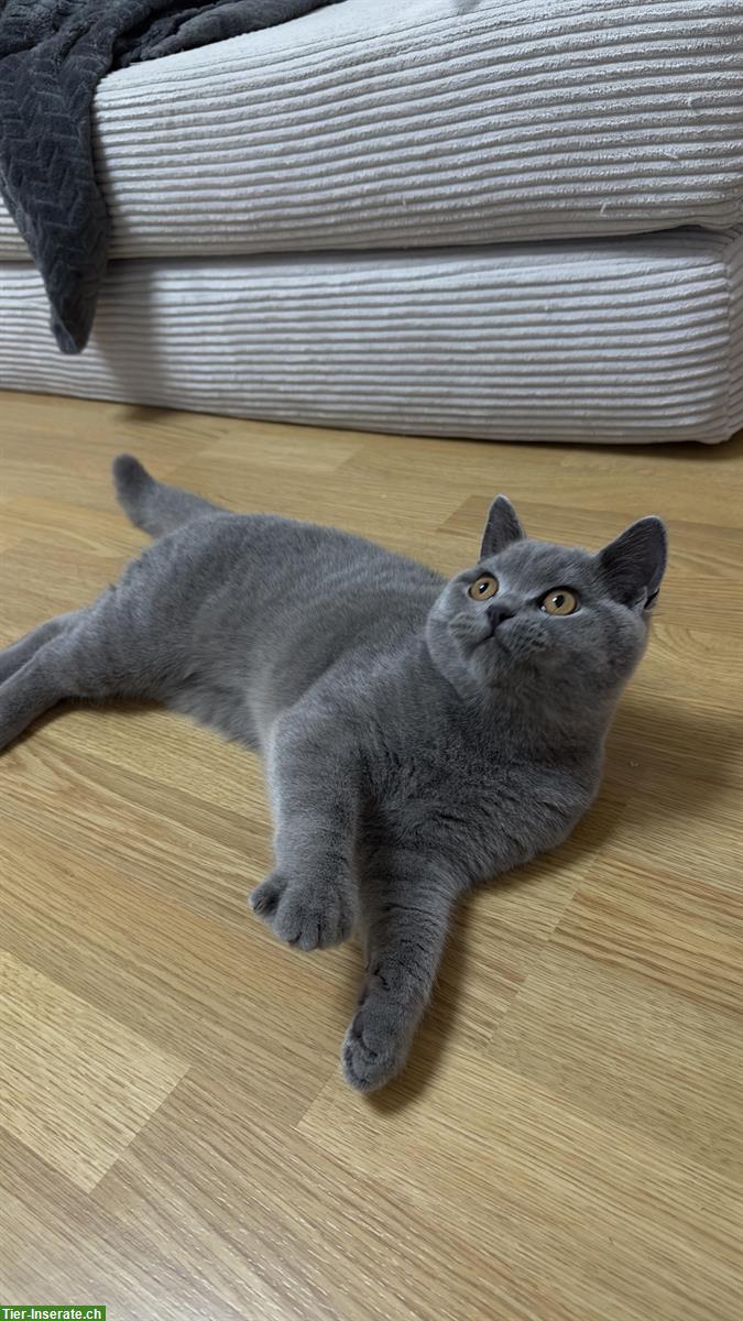 Bild 3: Britisch Kurzhaar Kater sucht neues Zuhauses