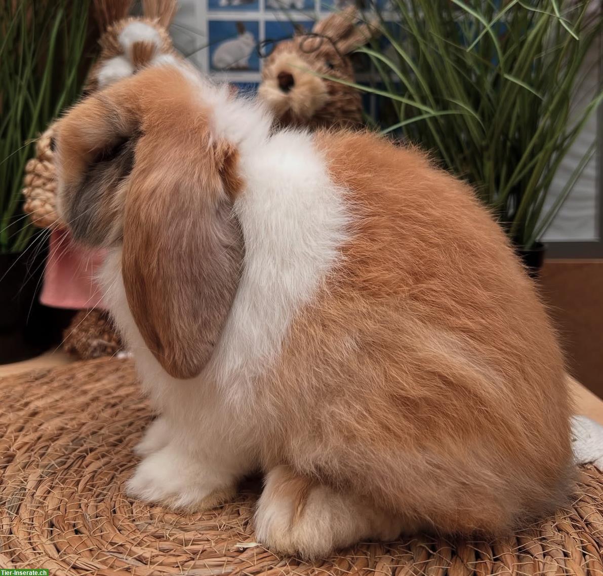 Minilop Zwergwidder aus Hobbyzucht