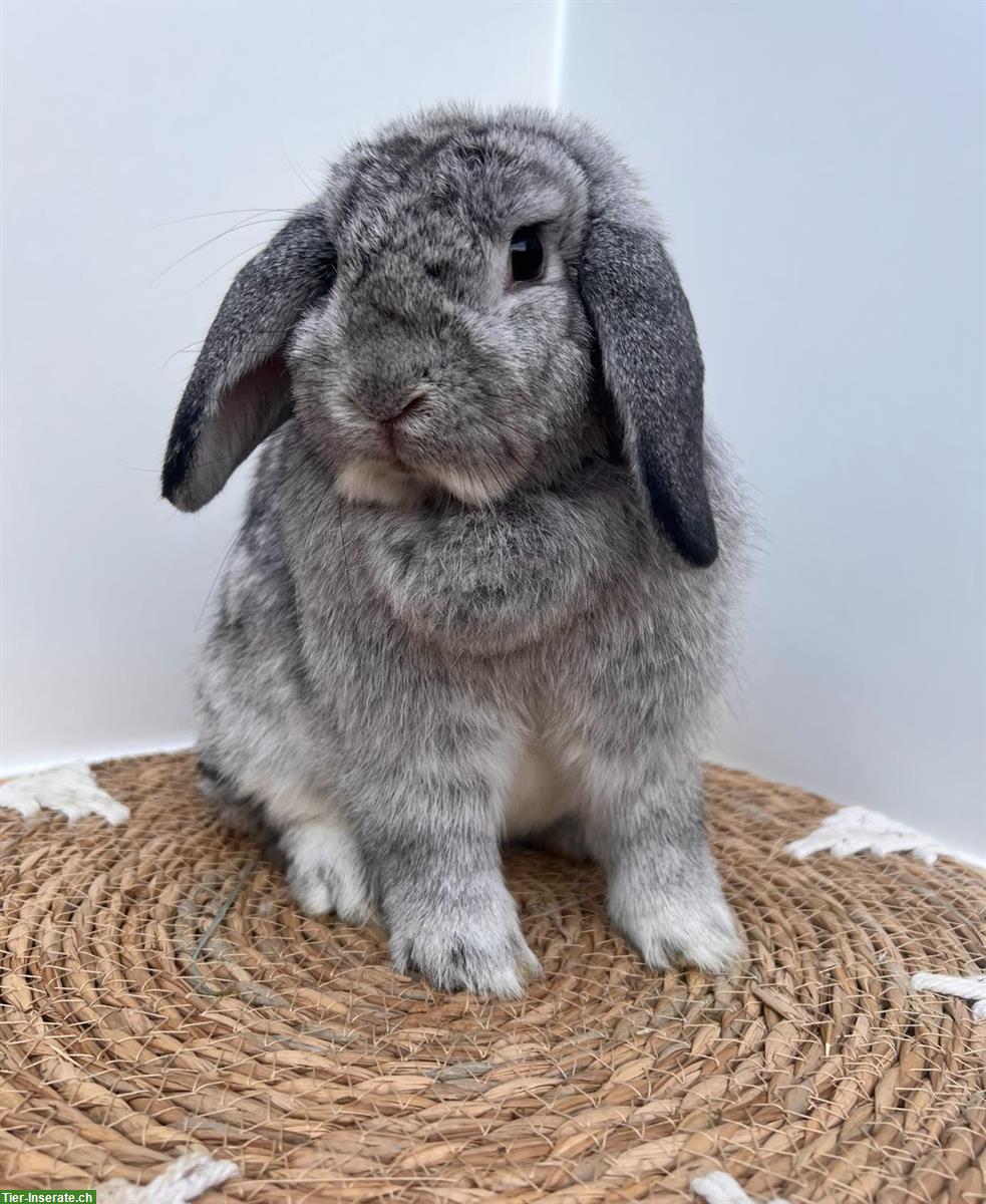 Bild 3: Minilop Zwergwidder aus Hobbyzucht