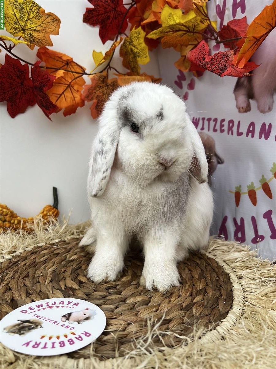 Bild 4: Minilop Zwergwidder aus Hobbyzucht