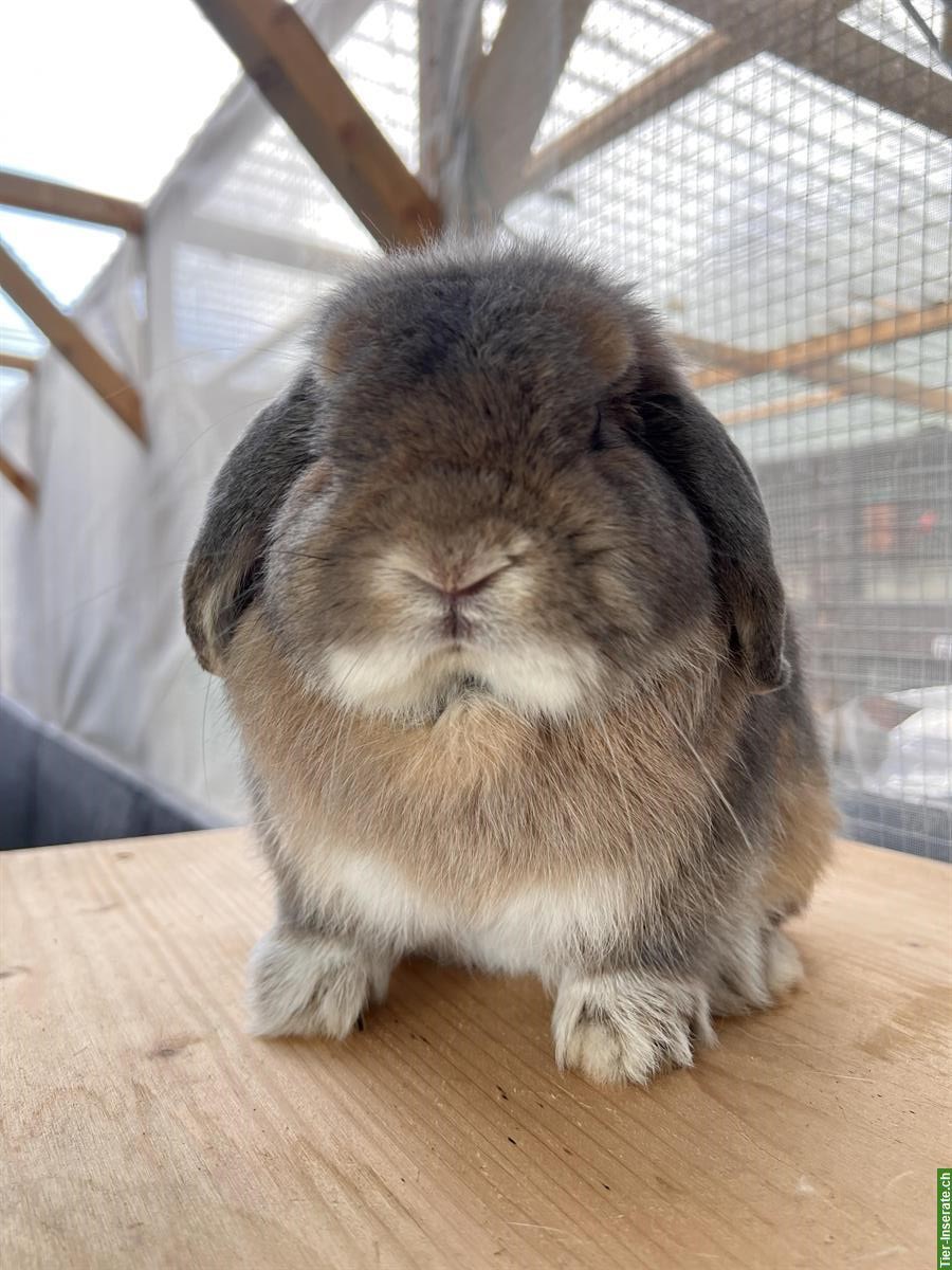 Bild 5: Minilop Zwergwidder aus Hobbyzucht