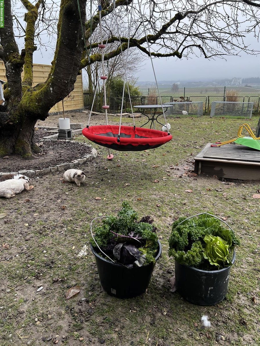 Bild 8: Minilop Zwergwidder aus Hobbyzucht