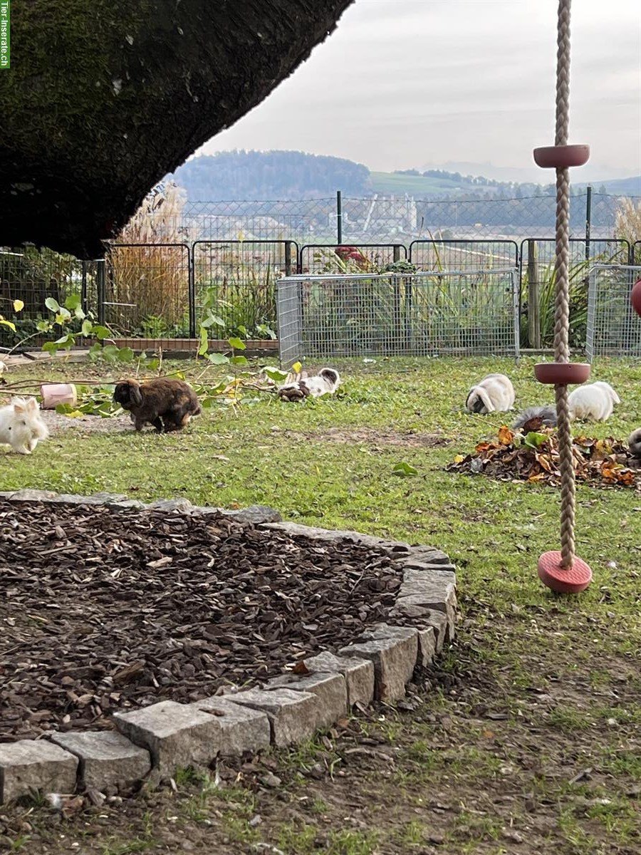 Bild 9: Minilop Zwergwidder aus Hobbyzucht