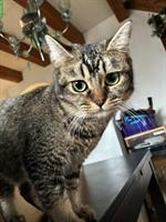 7-monatige Britisch Langhaar x Bengal Mix Kätzin