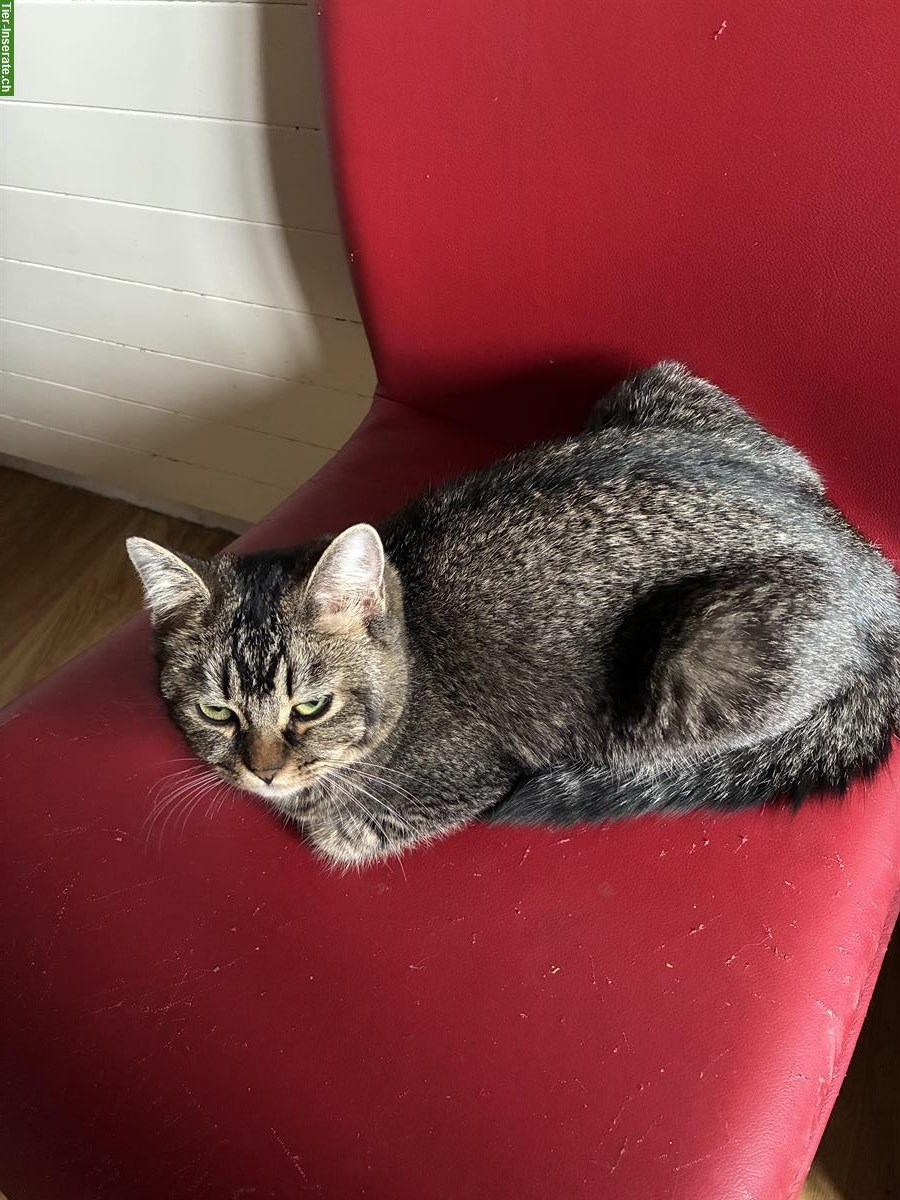 Bild 2: 7-monatige Britisch Langhaar x Bengal Mix Kätzin