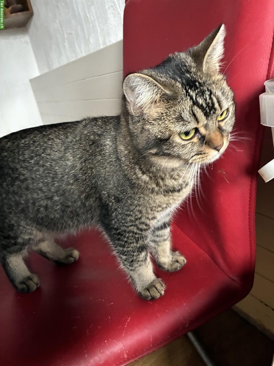 Bild 3: 7-monatige Britisch Langhaar x Bengal Mix Kätzin