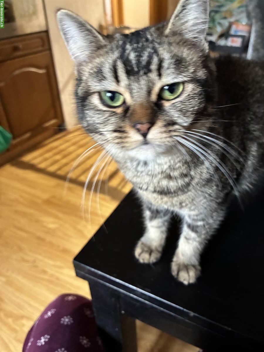 Bild 4: 7-monatige Britisch Langhaar x Bengal Mix Kätzin