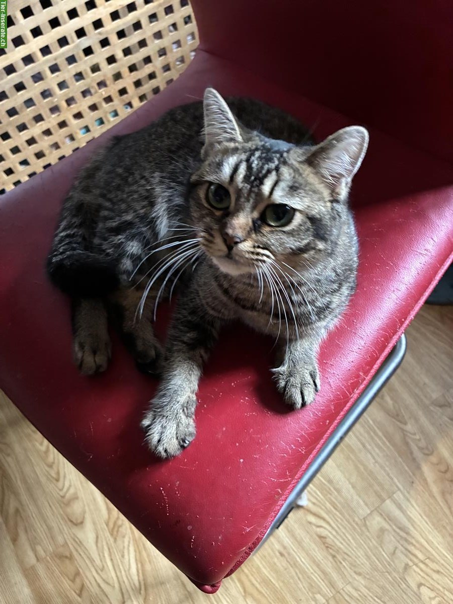 Bild 5: 7-monatige Britisch Langhaar x Bengal Mix Kätzin