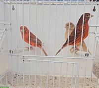 Kanarienvogel Speziale Razza aus Hobbyzucht abzugeben