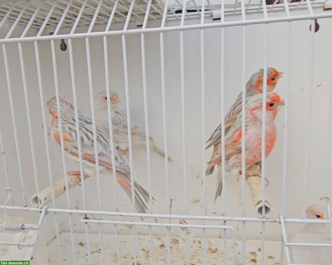 Bild 2: Kanarienvogel Speziale Razza aus Hobbyzucht abzugeben