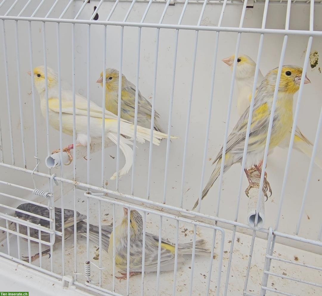 Bild 3: Kanarienvogel Speziale Razza aus Hobbyzucht abzugeben