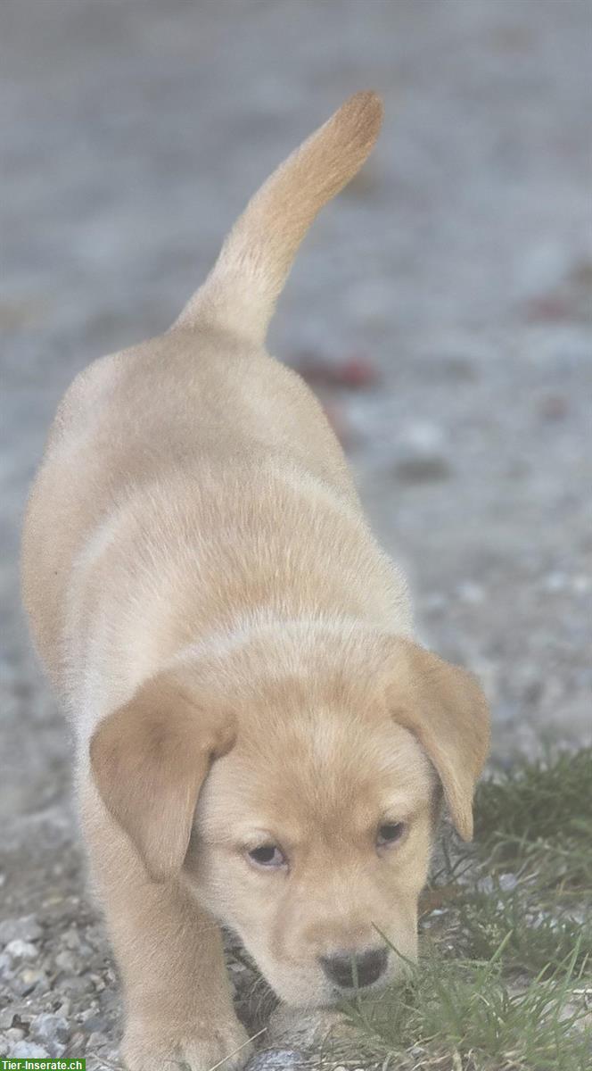 Labrador Welpen Hündinnen blond, reinrassig