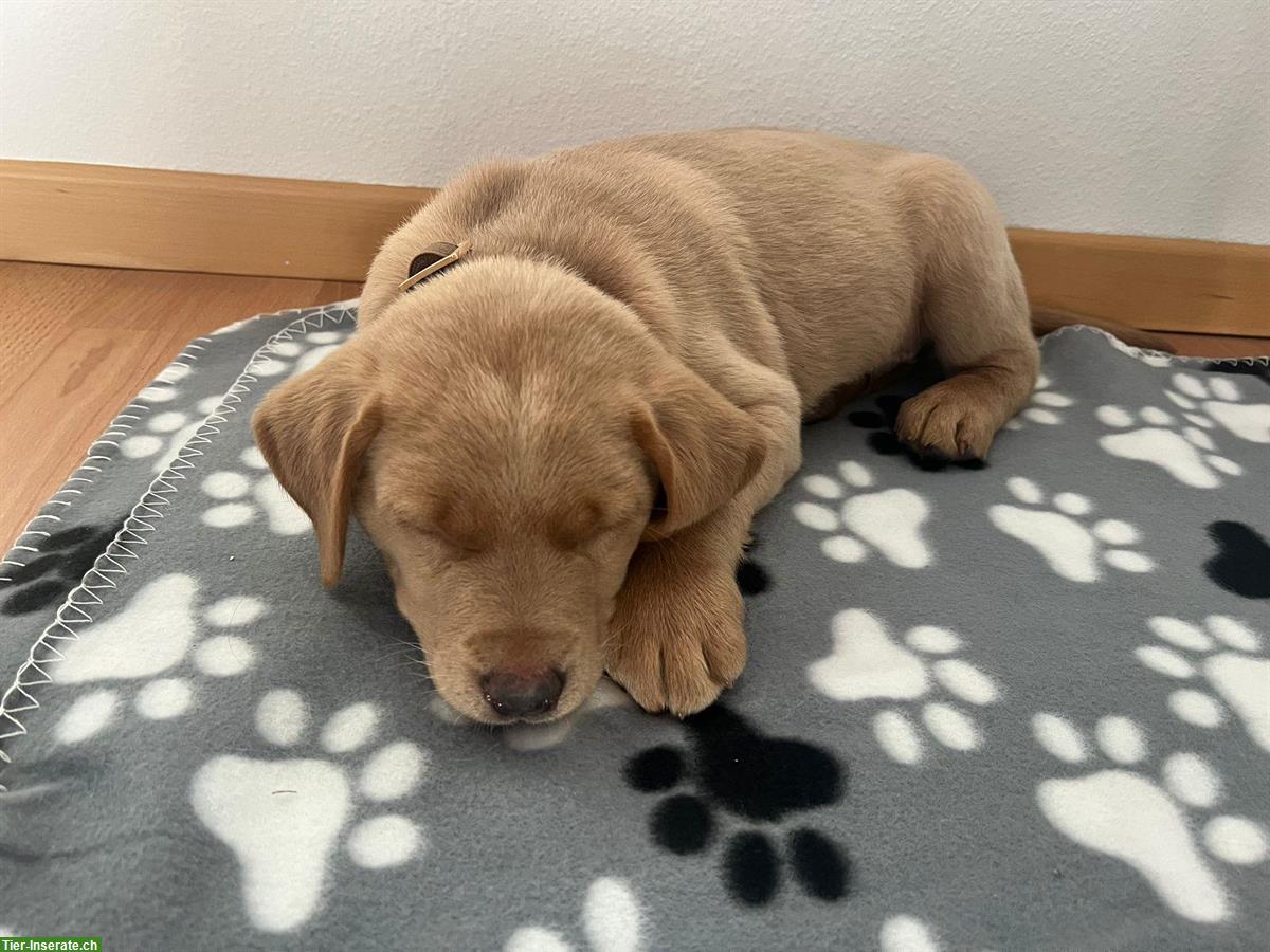 Bild 2: Labrador Welpen Hündinnen blond, reinrassig