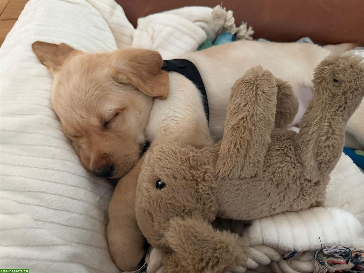 Bild 3: Labrador Welpen Hündinnen blond, reinrassig