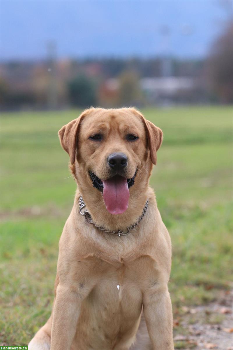 Bild 4: Labrador Welpen Hündinnen blond, reinrassig