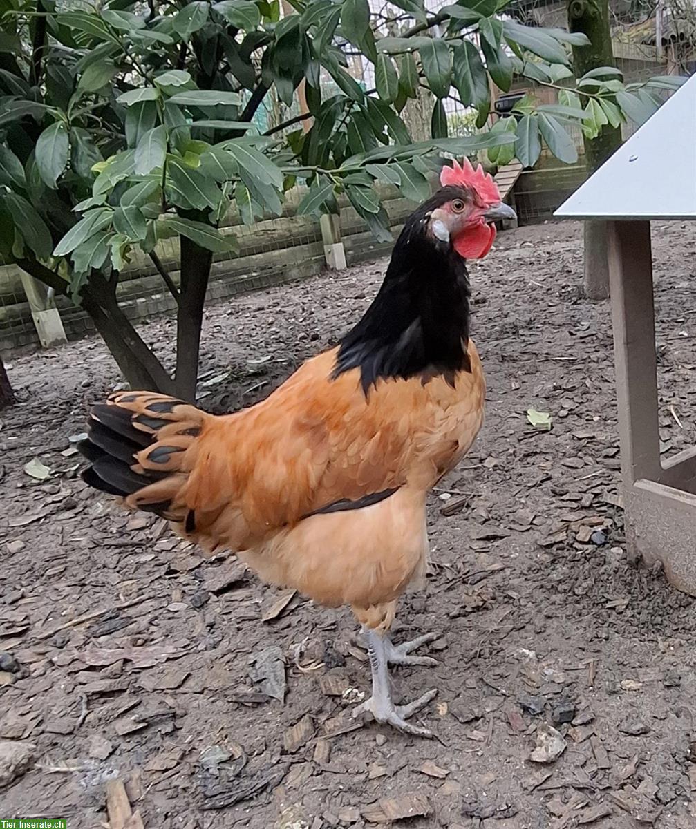 Bild 2: 2 Vorwerk Junghähne abzugeben