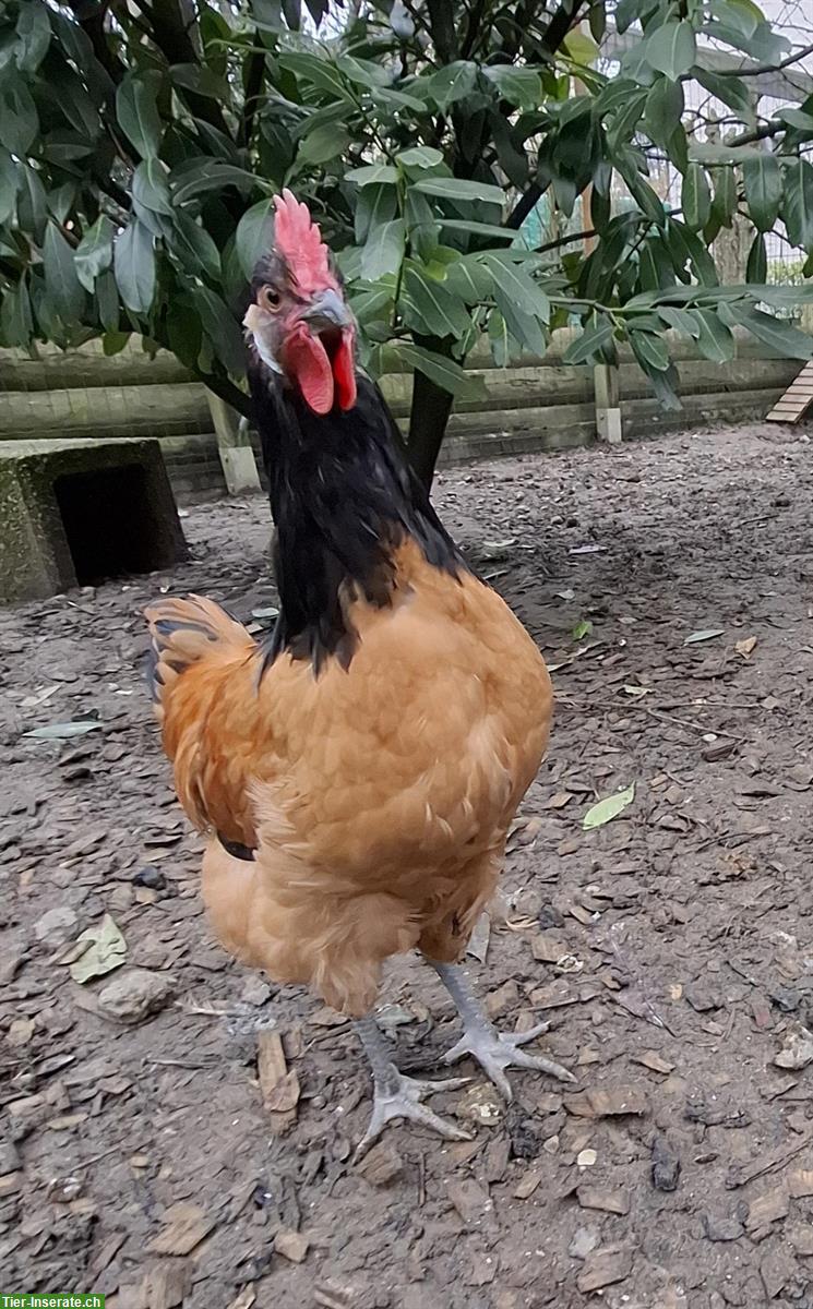 Bild 3: 2 Vorwerk Junghähne abzugeben