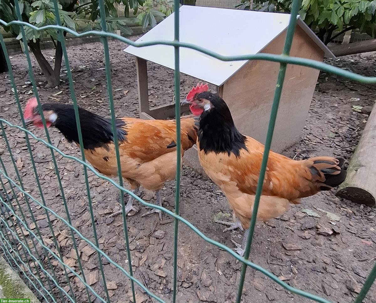 Bild 4: 2 Vorwerk Junghähne abzugeben