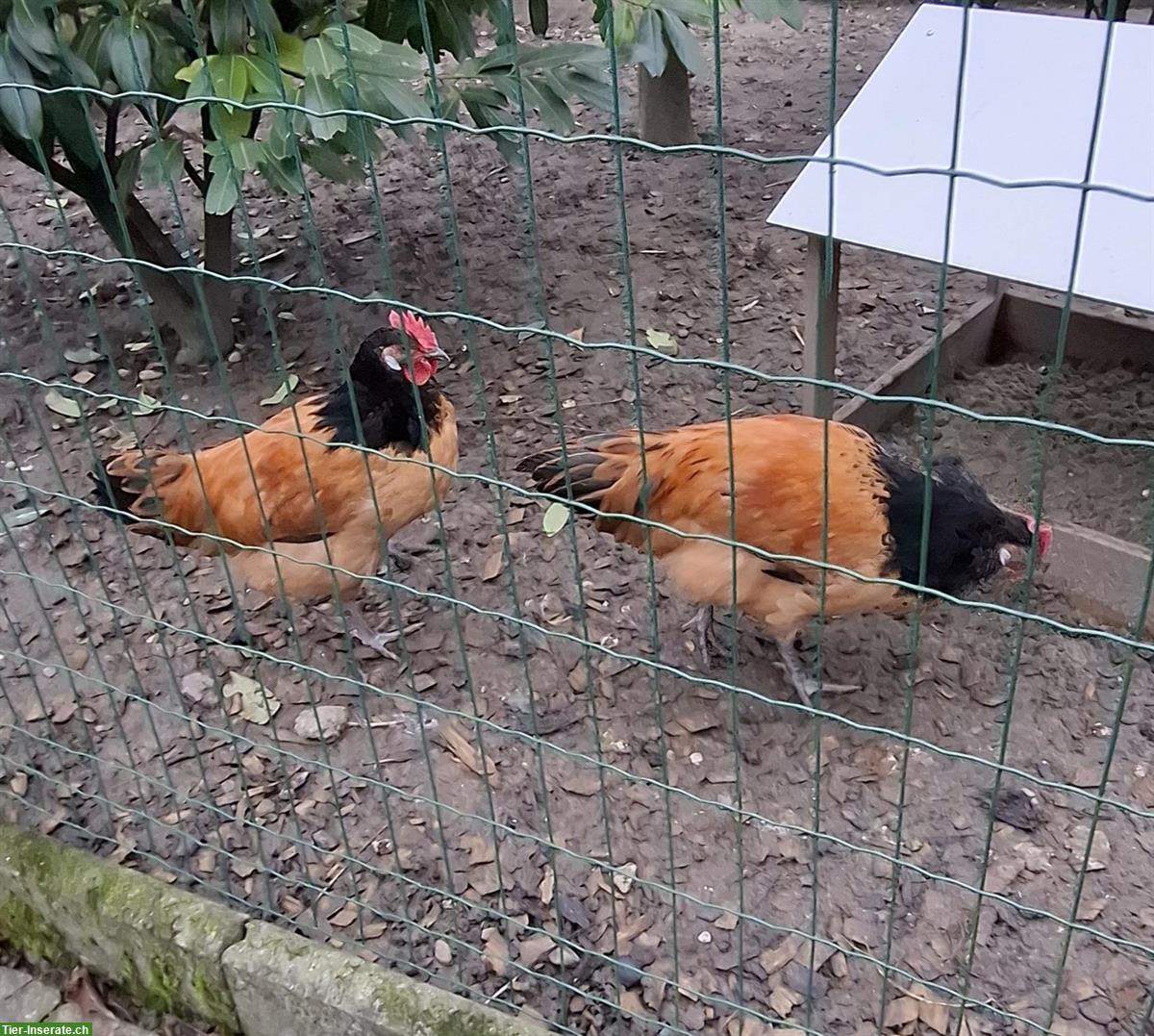 Bild 5: 2 Vorwerk Junghähne abzugeben